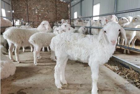 有关育肥羊的饲养知识,育肥羊的饲料配方有哪些,主要包括放牧补饲饲料