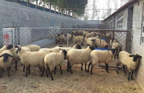 技术大全 养殖技术 畜禽养殖技术 养羊技术 羊饲养管理养羊业从2016年