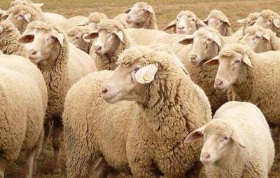 羊的饲养管理技术,羊的饲养与管理技术