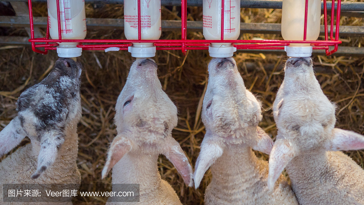 失去母亲的小羊羔正在用奶瓶喂养