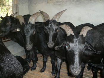 黑山羊的饲养方法,黑山羊养殖基地