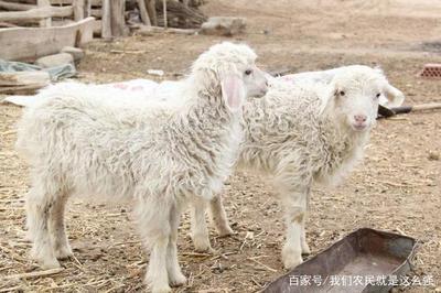 常见的羊病诊断与防治:羊传染性脓疱病