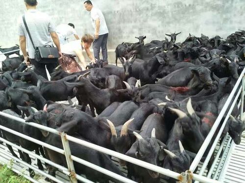 陕西哪里有黑山羊养殖场,多少钱一斤