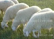小尾寒羊科学饲养技术-海商网,畜产和动物副产品产品库
