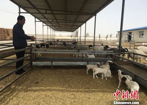 甘肃瓜州养羊农民渐变甩手掌柜 以羊入股 代养分红