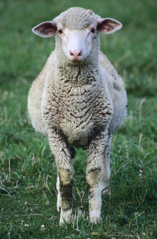 动物图集:绵羊